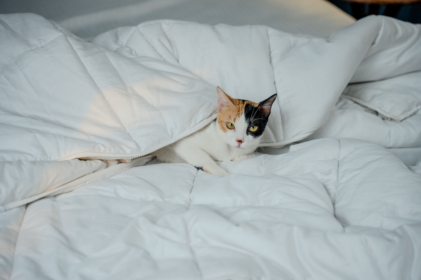 ZipAway Duvet Insert